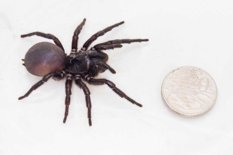 Potential new spider species found in NSW bush