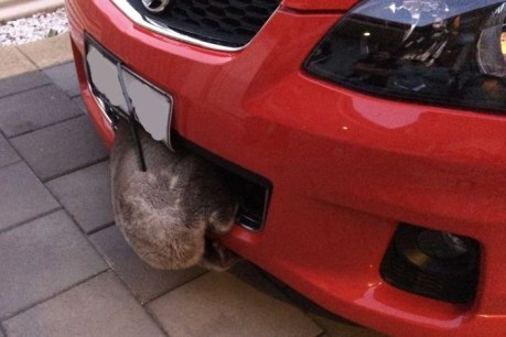 Koala gets wedged in car grille &#8230; and survives