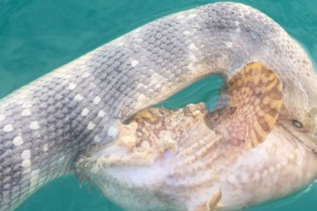 Battle of venom: sea snake vs stonefish