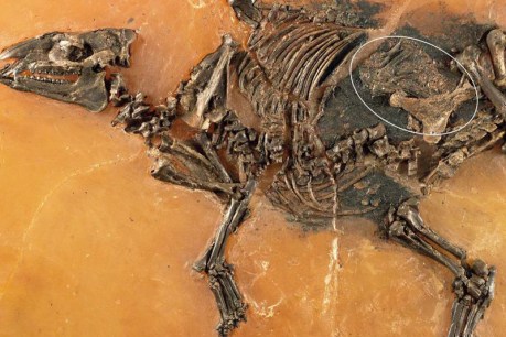 Foetus found in 48-million-year-old horse fossil