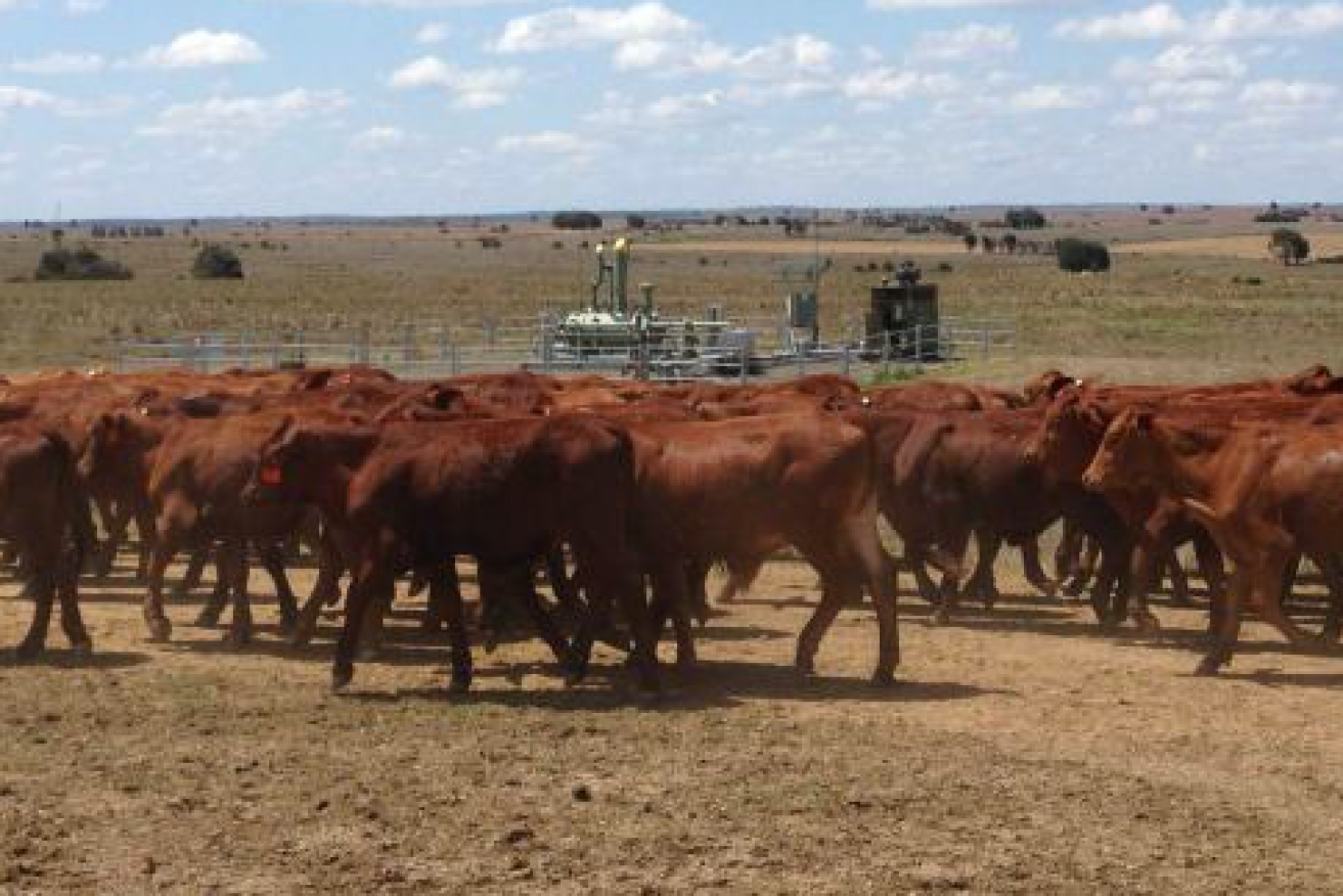 Peter Thompson says his cattle and CSG infrastructure work together fine. Photo: ABC