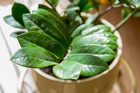 The coolest pot plants to add to your home