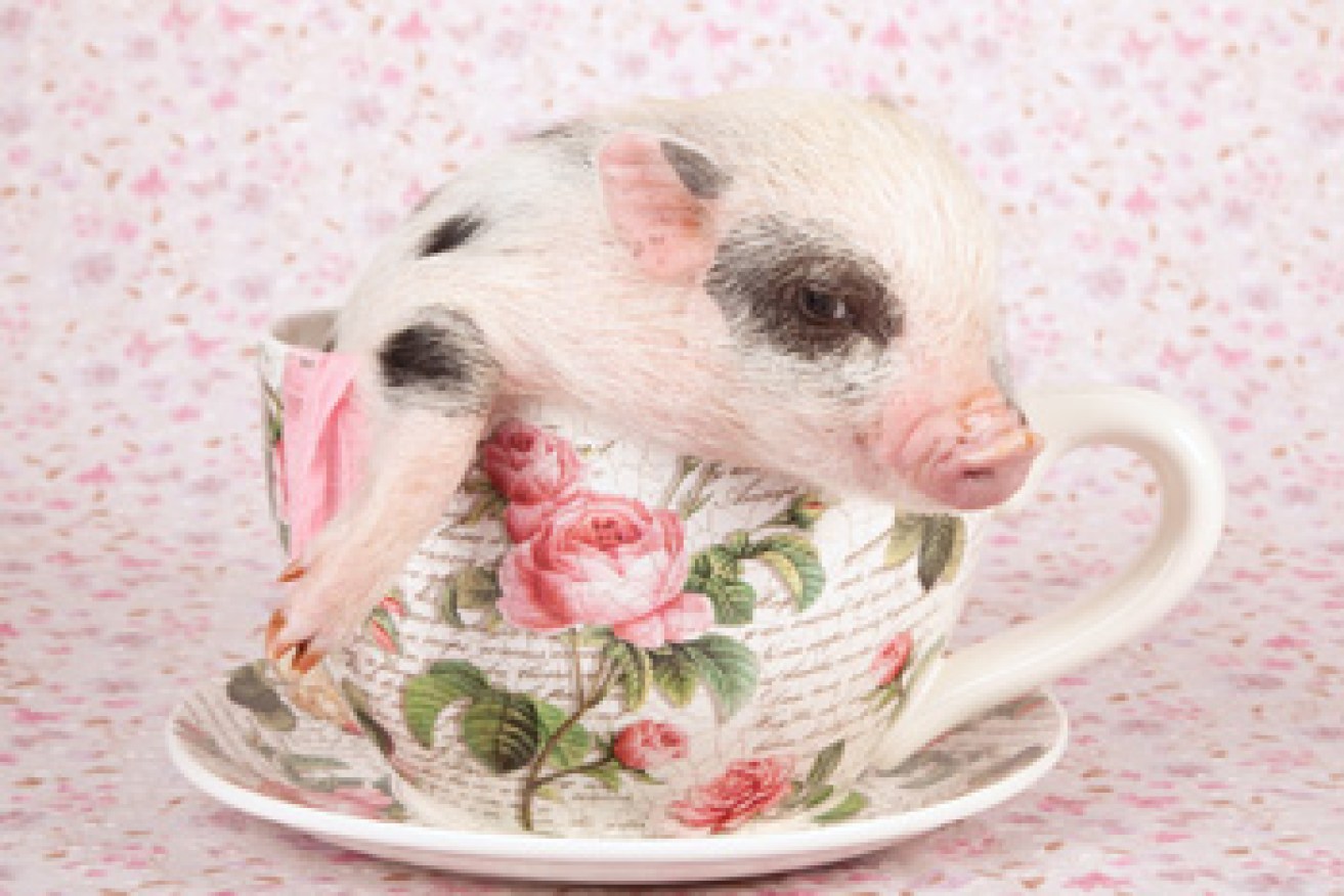 Previously, so-called teacup pigs were just babies that grew into fat adults. Photo: Shutterstock