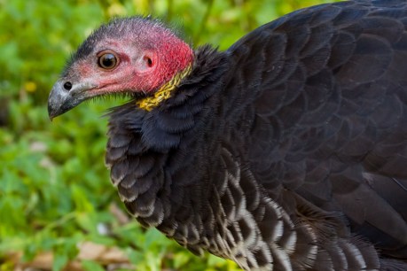 How to make your garden Brush turkey proof
