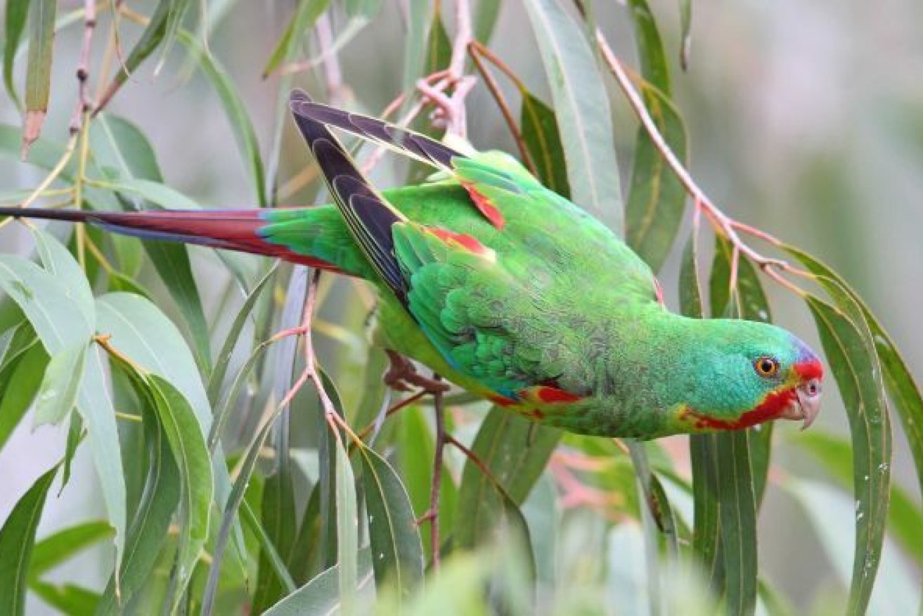 The swift parrot breeds in Tasmania and migrates north to south-eastern Australia in the winter.