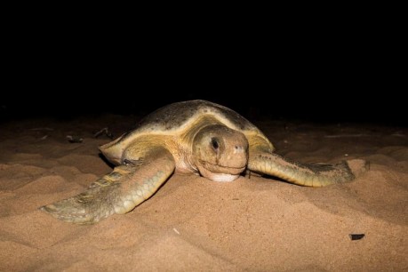 Flatback turtle returns to Qld beach for 13th nesting season