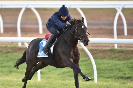 We pick the winner of the 2015 Melbourne Cup