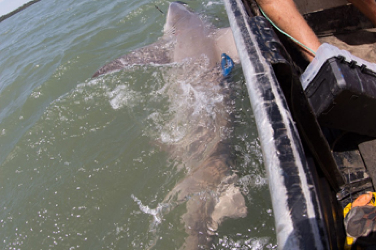 The two metre-long sharks were tagged and released. Photo: CSIRO