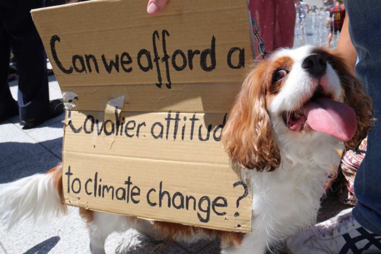 A dog joined the People's Climate rally in Adelaide.