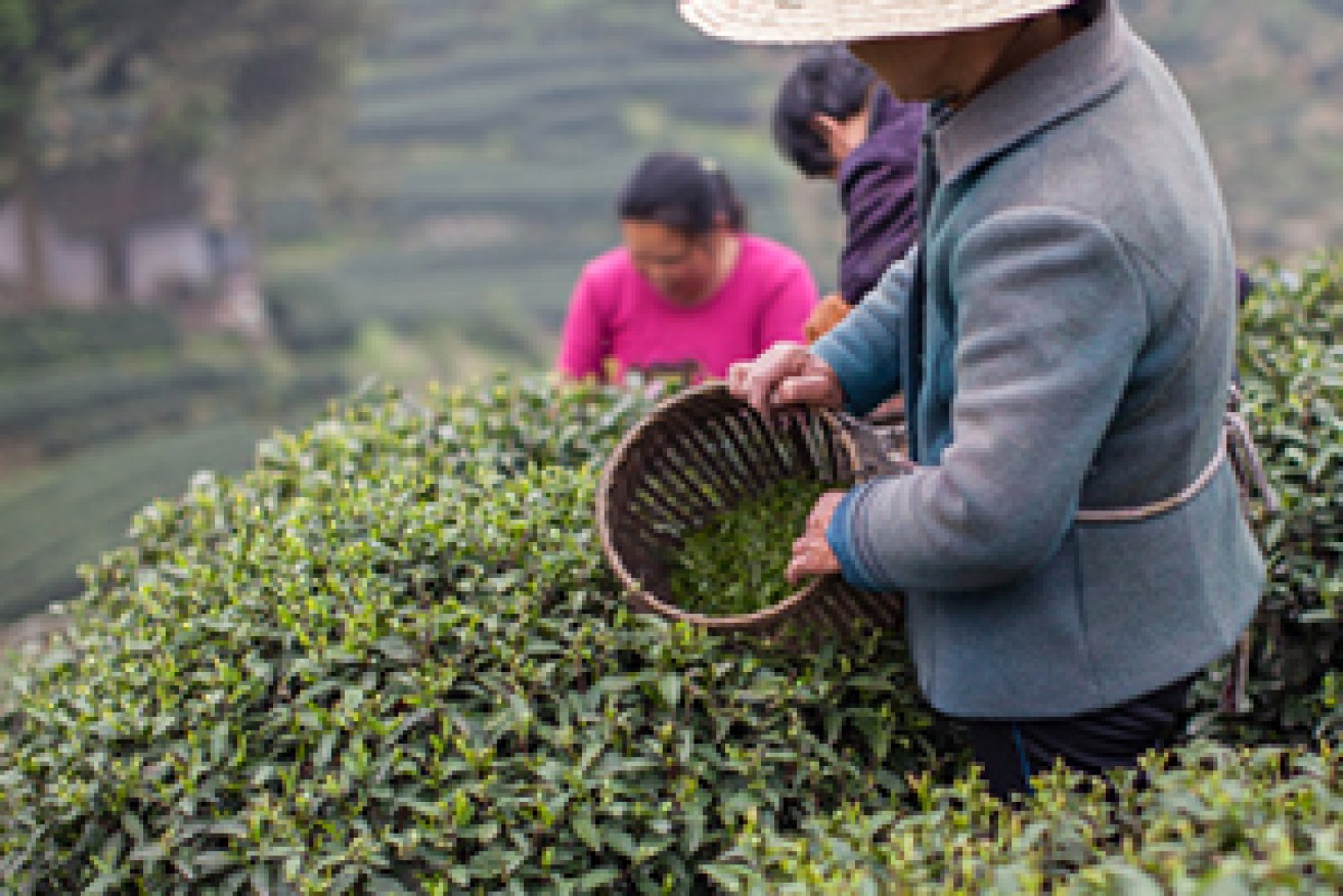 Green tea originated in China. Photo: Getty