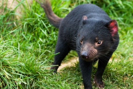 Two Tasmanian devils killed after release into wild