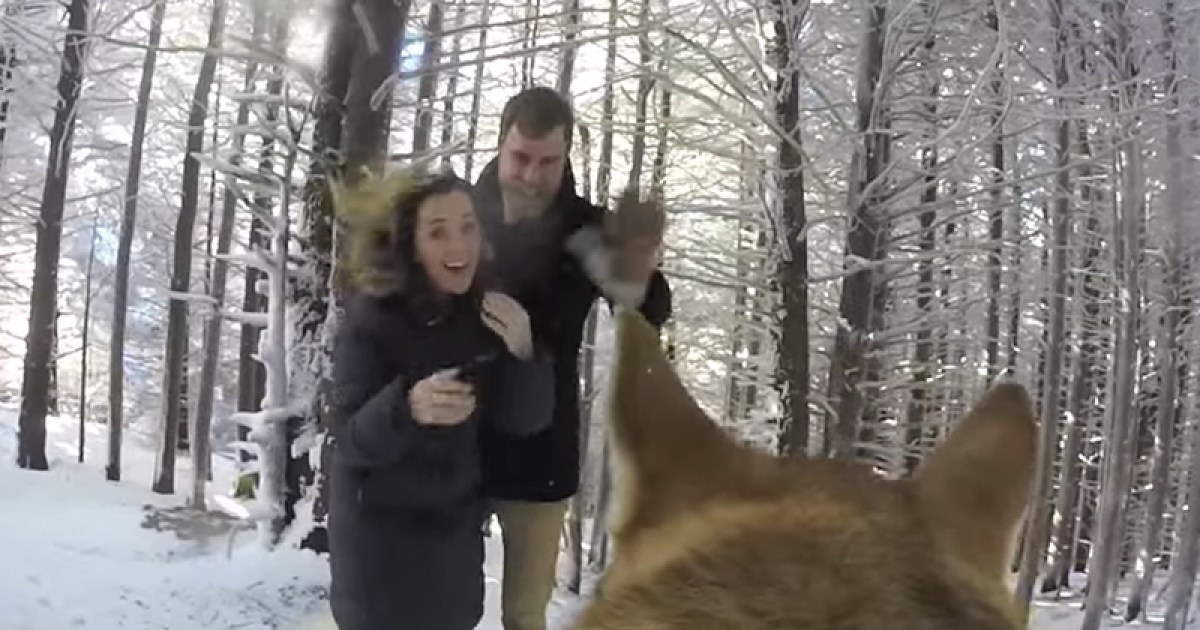Awww! Dog films her owners' winter wedding | The New Daily