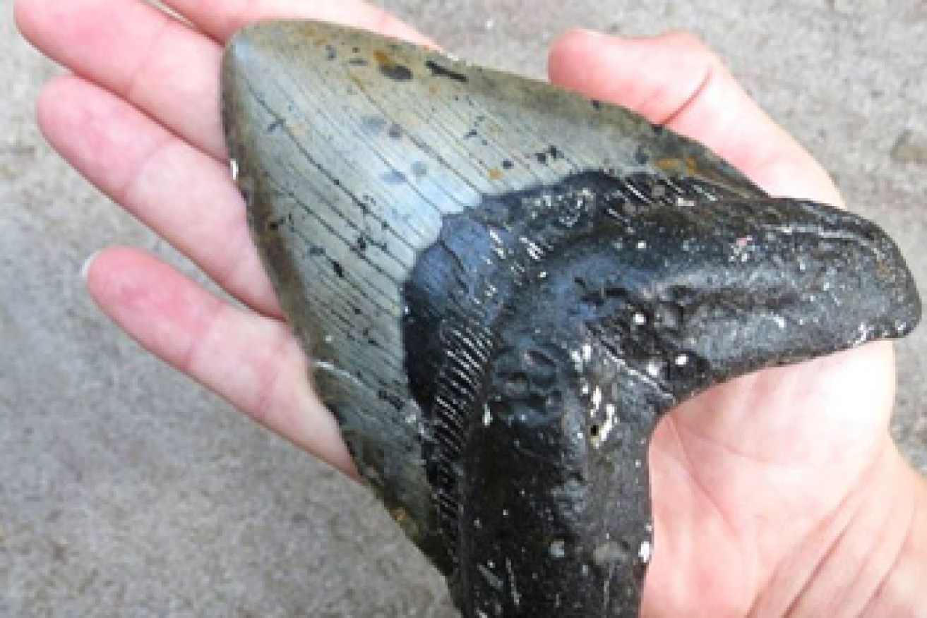 Local media reported this as one of the washed up Megalodon teeth.