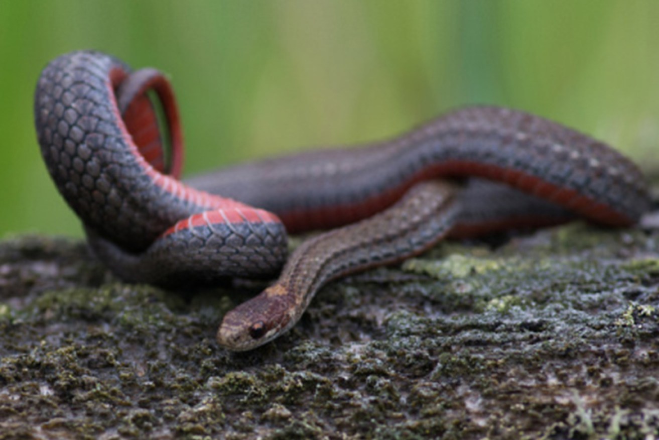 Doctors say it's important to stay calm if a snake bites you. Photo: Getty