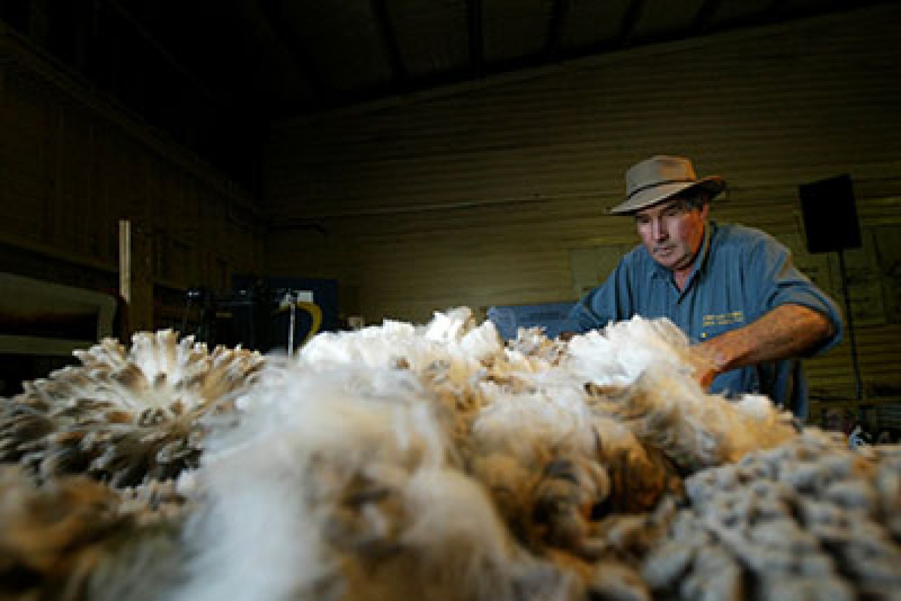 Brisbane,11 August, 2004. Wool Classer Sandy Kemp, gives the people at the Royal Brisbane Show (EKKA) a demo of his trade. There are around 38,000 Wool Classers in Australia. (AAP Image/Jason Weeding) NO ARCHIVING