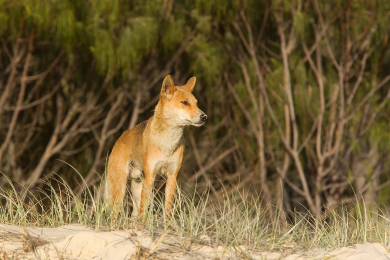 Smart, crafty and always hungry, Fraser Island's dingoes have been responsible for three attacks this year.