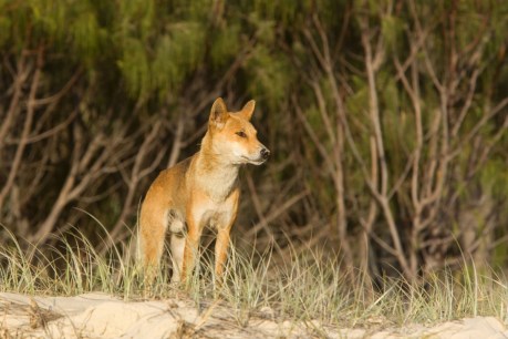 Latest dingo attack on Fraser Island prompts urgent review and additional rangers