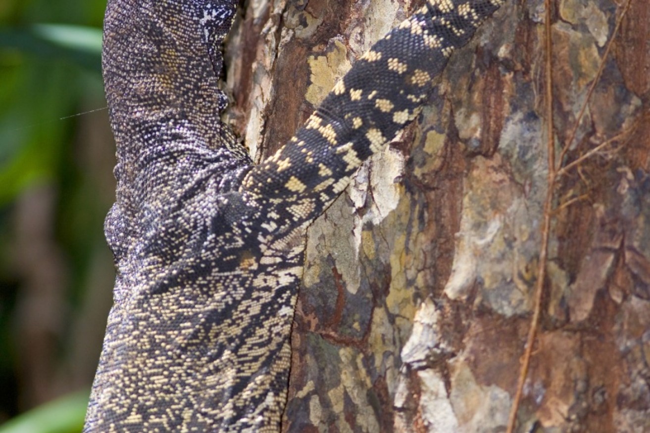Goannas can cause severe injuries if provoked. Photo: AAP