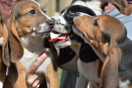 Scientists breed litter of puppies using IVF