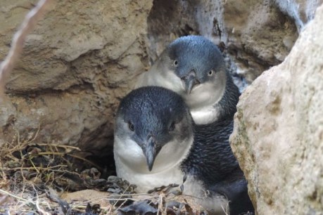Penguin-cam reveals teamwork to spot dinner