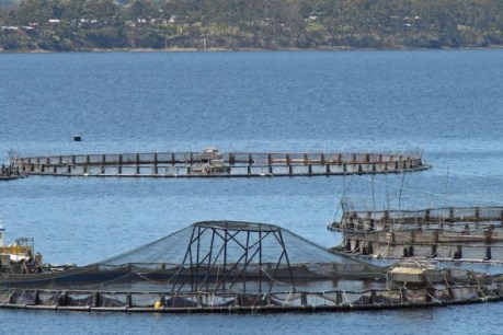 Endangered Tasmania fish short of oxygen, time and money in salmon-industry harbour