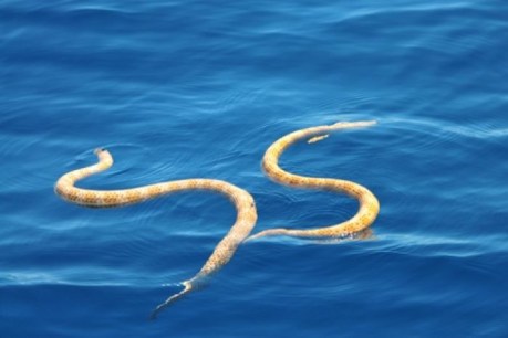 &#8216;Extinct&#8217; sea snakes found off WA coast