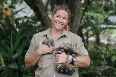 Piggie the kidnapped echidna gives birth to a puggle