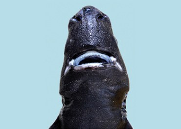 The stealthy Ninja Lanternshark will haunt your dreams