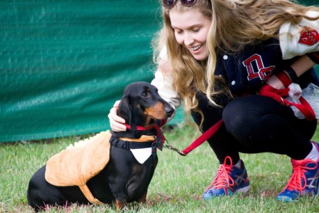 Sausage dog dash a hit with show-goers