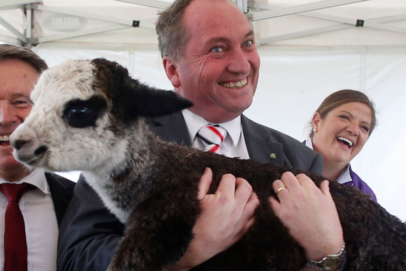 Deputy Prime Minister  Barnaby Joyce has come under fire for his head-to-the-bush comments.