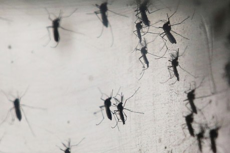 Australian olympic body warns of Zika virus