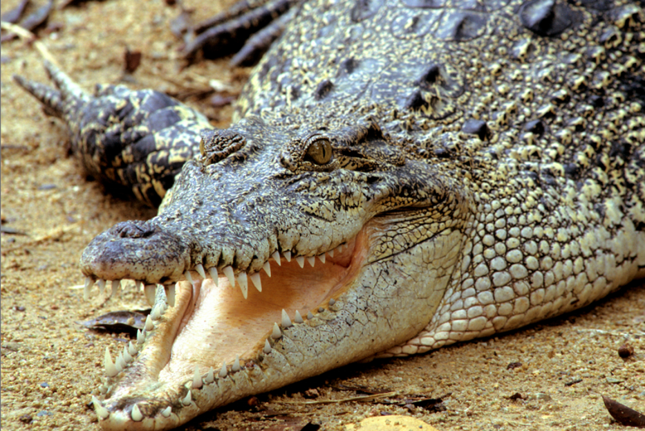 Cairns authorities say the attack happened near a local park where crocodiles are known to live.