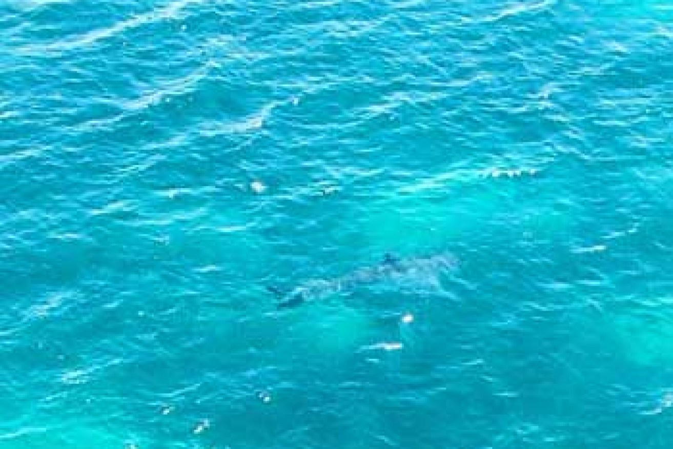 Shark Alerts South Australia