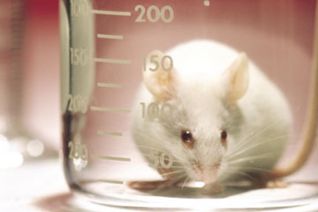 It is hoped new technology could end animal testing. Photo: Getty