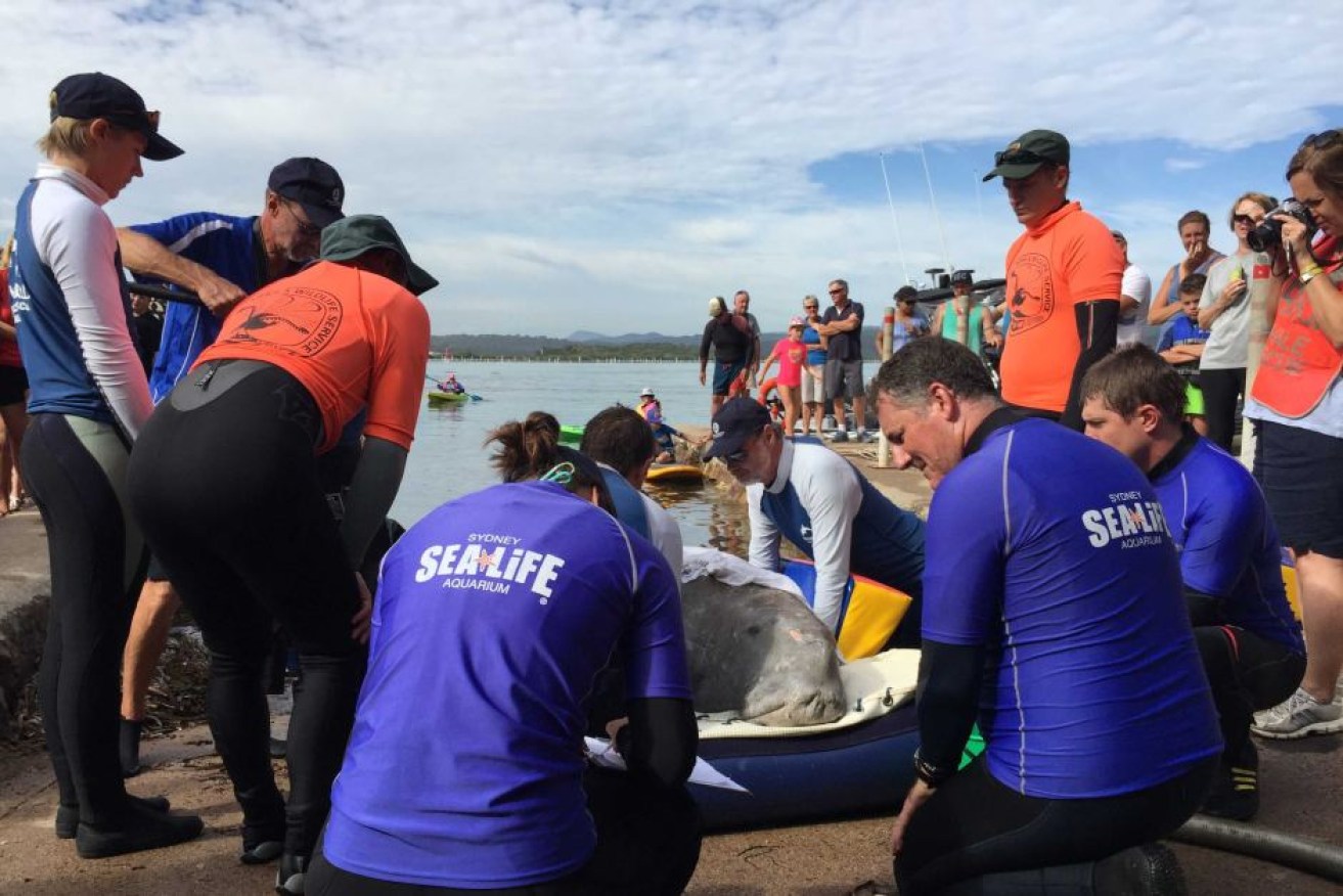 Marine experts feared cooling temperatures and a lack of food would eventually prove fatal for the dugong. Photo: Alice Matthews/ABC 