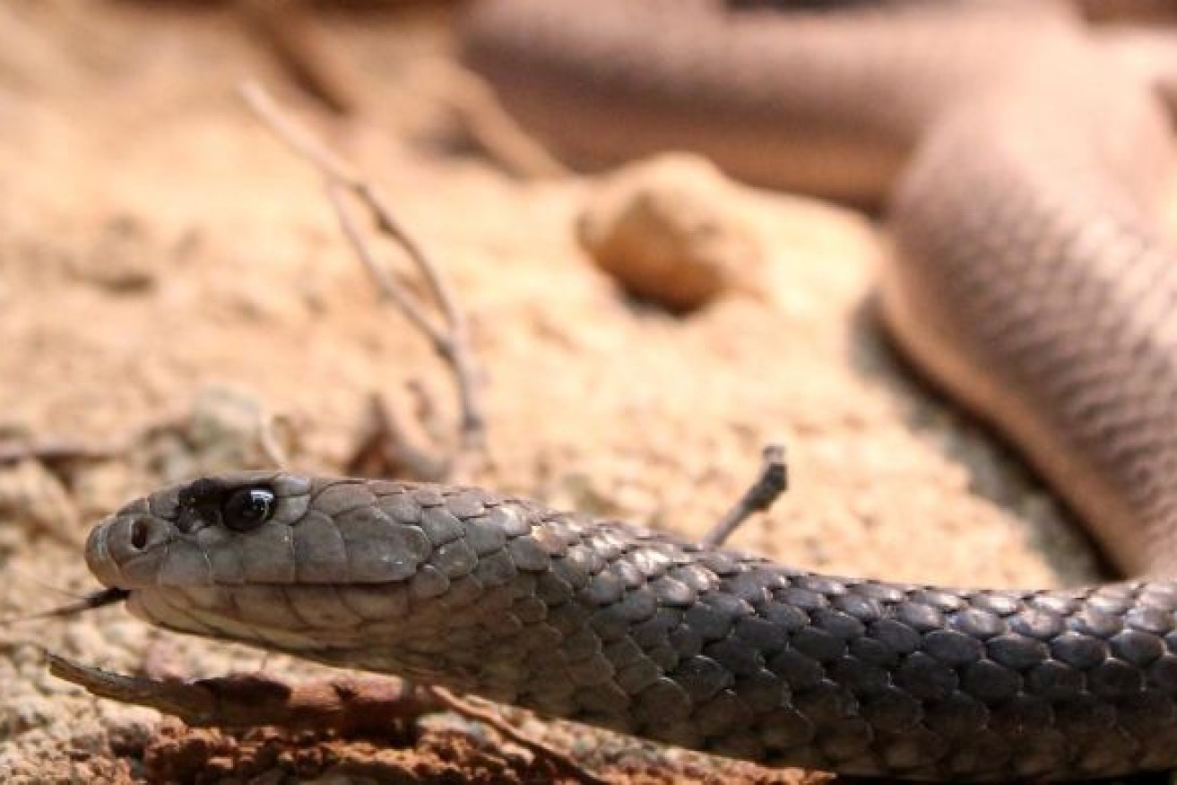 Residents on the east coast of Australia have been warned snakes are already on the move.
