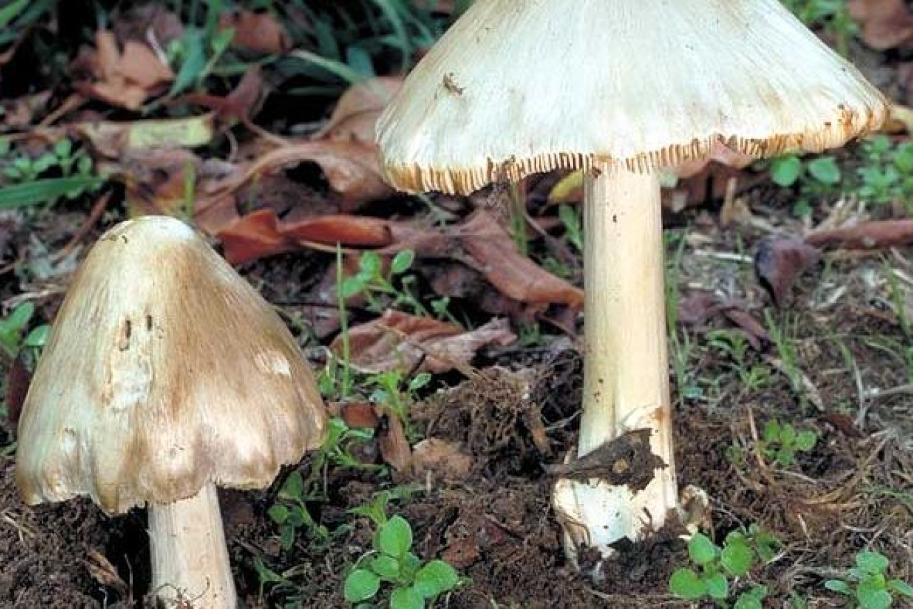 Death cap mushrooms are just one variety of lethal fungus found in Australia.