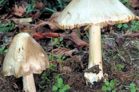 VicPol opens homicide probe after poison mushrooms leave three dead