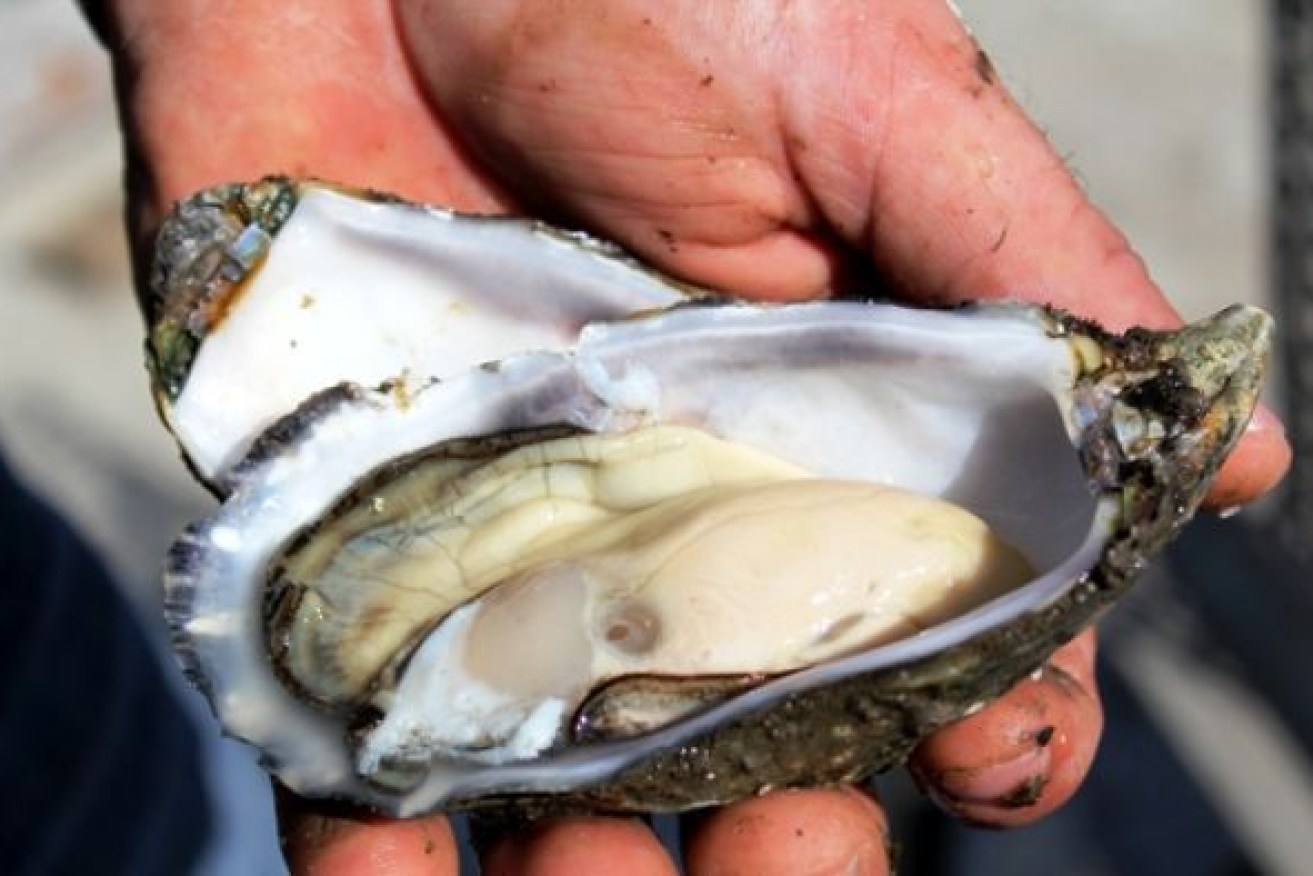 POMS is lethal to Pacific oysters only, and the virus kills them within hours of infection.