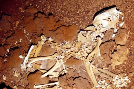 Prehistoric claw marks shine light on extinct Australian lion