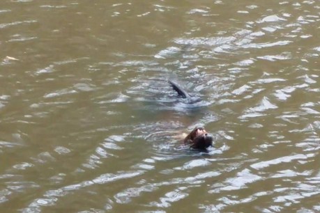 Seal spotted 19km upstream in Yarra River