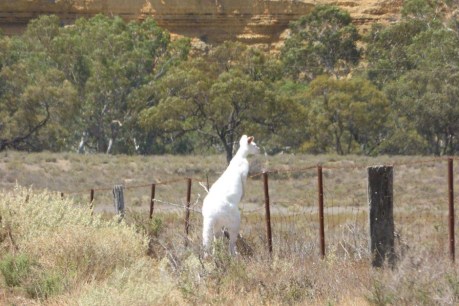 Rare albino kangaroo spotted in South Australia