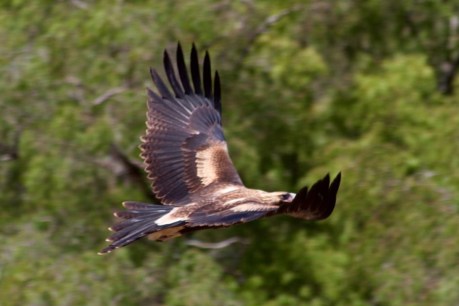 Wedge-tailed eagle numbers continue to soar