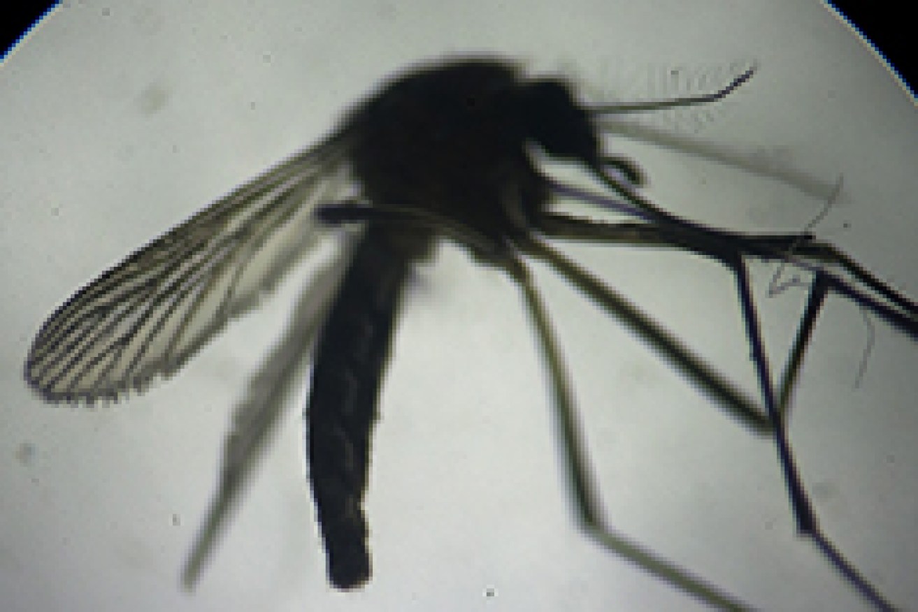 Queensland researchers have used compounds from a native Australian plant to kill the ZiKa virus.