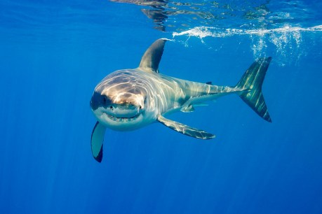 Australia posts record number of shark attacks in 2015