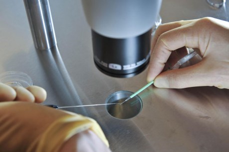 Hackers may have stolen IVF patients’ personal data