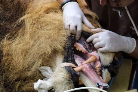 Perth Zoo lion Mandela has tooth removed
