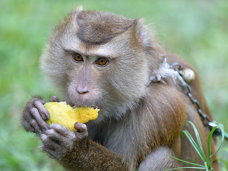 Monkey killed. Обезьяны в Бразилии. Маймун обезьяна. Вес обезьяны.