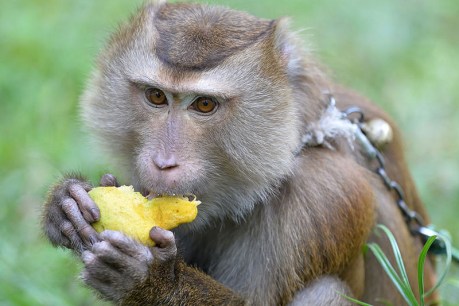 Brazil monkeys killed amid monkeypox fears