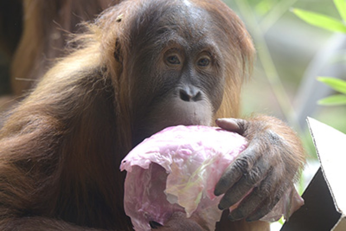 Orang-utan Maimunah's daughter Dewi  celebrates her mothers 29th birthday with presents and a banana cake at Melbourne Zoo in Melbourne, Friday, May 22, 2015. (AAP Image/Tracey Nearmy) NO ARCHIVING